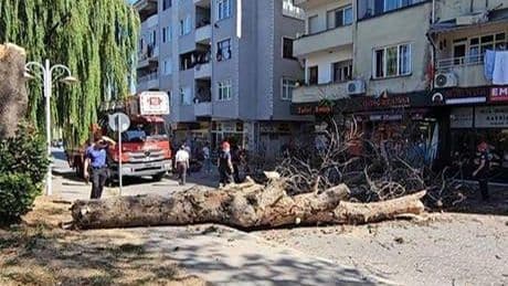 Asırlık çınar ağacı apartmanın üzerine devrildi