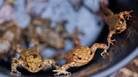 Naturschutz: Krötenwanderung - Trockenes Frühjahr und wenig Grasfrösche
