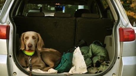 Hundehaare aus dem Auto entfernen: Nützliche Tipps und Tricks