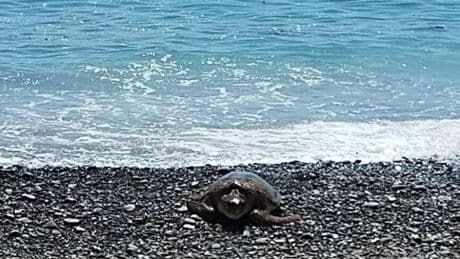 Riva Ligure, tartaruga depone le uova sotto gli occhi dei bagnanti. Il sindaco: “L’abbiamo chiamata Petra”