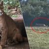 Zoektocht naar “grote kat” in oosten van Duitsland