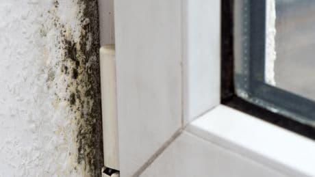 Schimmel an der Wand? So werden Sie ihn wirklich los