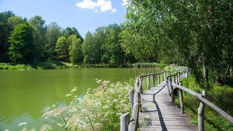 Ausflug ab Dresden: Königsbrücker Heide ist Geheimtipp für Naturfreunde