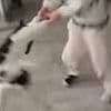 Pet 'cruelty' video sparks horror as five-year-old girl spins wailing pet cat around by its hind legs as her laughing mother films it