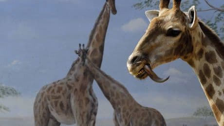 Encuentran evidencia que contradice la teoría de la evolución de Darwin