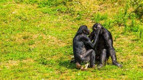 Weibliche Bonobos haben das Sagen: Forscher finden Grund