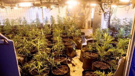 Durchsuchungen: Schusswaffen und Cannabis sichergestellt - fünf Festnahmen