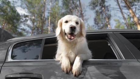 Así es como debes llevar a tu mascota en el coche si te vas de viaje