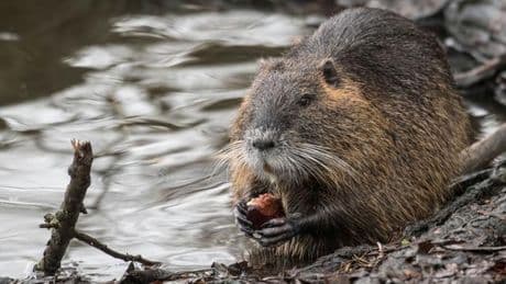 Umwelt: Nutrias breiten sich in Hessen aus
