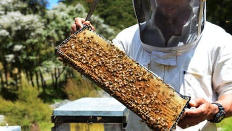 Furious residents ‘trapped in their homes’ thanks to neighbour’s beehives
