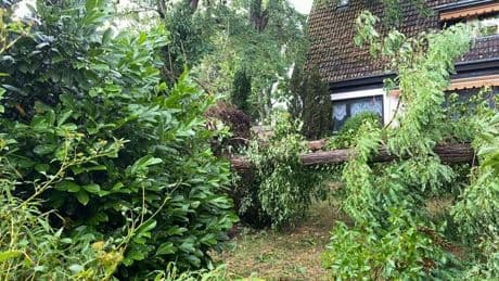Unwetter in Berlin: Tausende Bäume beschädigt – Tegeler Forst vorerst gesperrt