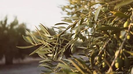 Create an Italian paradise in your backyard with an XXXL Tuscan olive tree that's £320 off