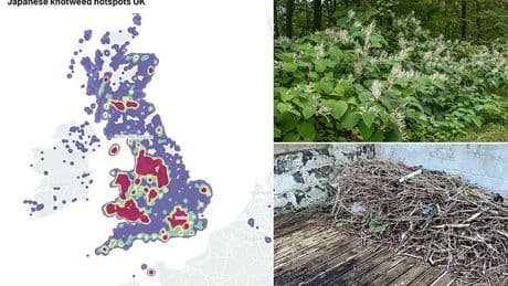 Japanese knotweed is spreading more aggressively than ever thanks to recent bouts of warm weather, expert warns