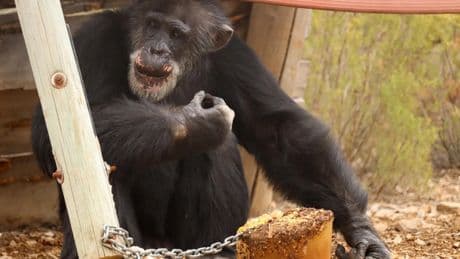 Los chimpancés crean vínculos que aseguran el éxito de la crianza