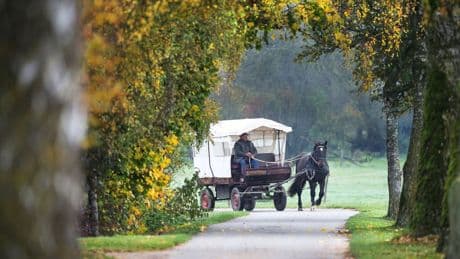 Salzlandkreis: Pferd scheut - Kutsche im Graben - Fahrer schwer verletzt