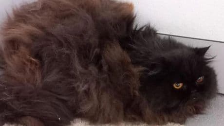 La gata rescatada de 'la casa de los horrores' de Oviedo: pelaje descuidado con un meganudo de medio kilo