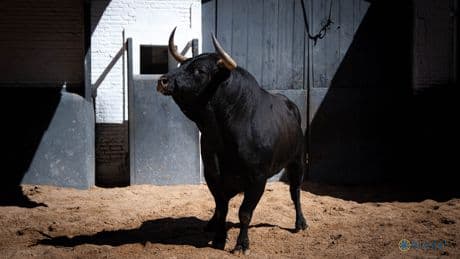 Al Alimón: Toros de Dolores Aguirre y tres especialistas, la corrida para &quot;aficionados exigentes&quot;