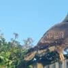 Dive-bombing buzzard causes school playground ban