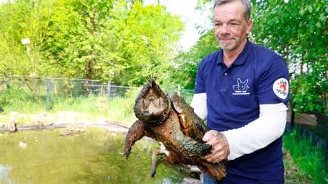 Geierschildkröte würde Mitbewohner fressen - Ganzer Teich für bissige Gabi evakuiert