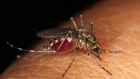 Sivrisinek kaynaklı chikungunya virüsü vaka sayısı 7 bini geçti