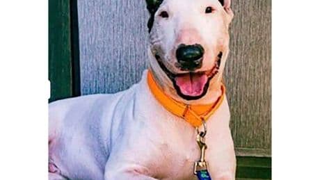 Gov. DeSantis signs law imposing tougher penalties for abandoning pets during disasters