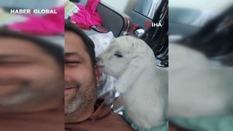 Bayramın en şanslı keçisi kesilmekten kurtuldu: "Evladım gibi oldu, satmayacağız"