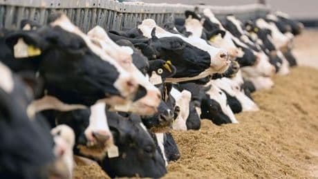 Schwere Vorwürfe: Tierhalteverbot für Landwirt im Allgäu ausgesprochen