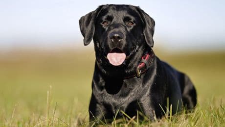 Labradore: Warum braune Hunde oft kürzer leben als andere Farben