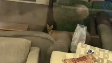 Fox gets trapped inside London charity shop ‘for days’ and causes complete chaos