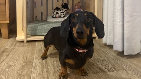 After 529 days alone in the Australian bush, Valerie the mini dachshund is home