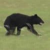 Watch: Bear blocks runway forcing flight cancellations at airport in Japan