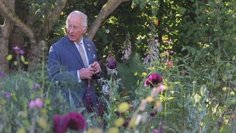 Chelsea Flower Show in London: Im Blütenrausch