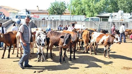 İstanbul Veteriner Hekimler Odasından 'şap' açıklaması: Bütüncül hareket edilmeli
