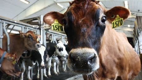 Federal workers keep America's farms healthy. What now under Trump?