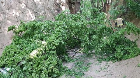 Several children injured on school trip after huge branch falls from tree in Polish gorge