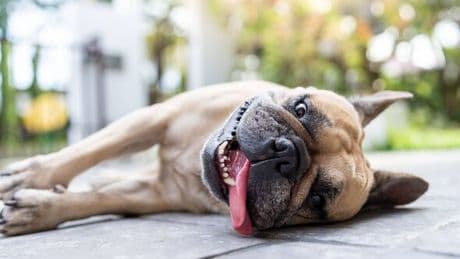 3 things to avoid doing if you think your dog has heatstroke