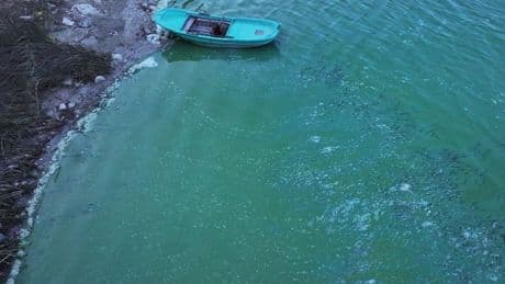 Terkos Barajı'nda suyun rengi yeşile döndü