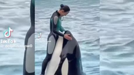 Echt jetzt? F.A.Z. Faktencheck: Videos über getötete Orca-Trainerin sind Fakes
