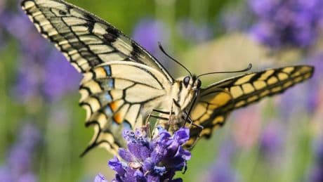 Naturschutz: Trockenheit macht Schmetterlingen zu schaffen