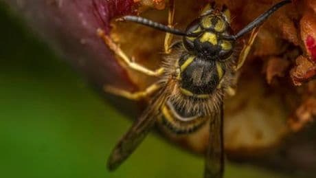 Wespen vertreiben: So werden Sie die Insekten los - und das sollten Sie vermeiden