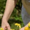 Arroser, tailler, semer, récolter… Dix gestes à faire en août pour prendre soin de votre jardin