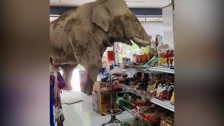 Un conocido elefante ladrón vuelve a actuar en Tailandia