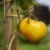 VIDÉO. Voici pourquoi vous devriez récolter vos graines de tomate et comment vous y prendre