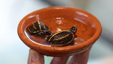 "Une rareté": deux bébés tortues en danger d'extinction sont nés en Corse, une première en Europe
