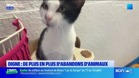 Refuge de Digne-les-Bains: de plus en plus de chiens et chats abandonnés depuis le mois de juillet
