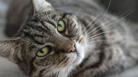 Weltkatzentag: Warum Katzen die Nähe von Menschen suchen, die keine Katzen mögen