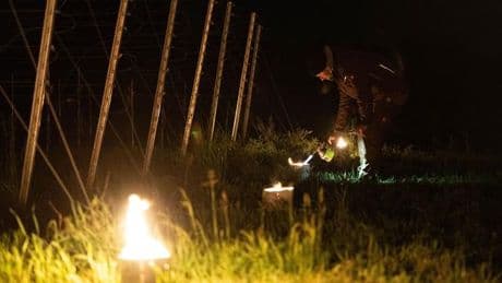 Weinanbau im Elbtal: Nächtliche Weinbergsfeuer im Elbtal zum Schutz der Reben