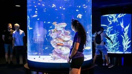 L'Aquàrium de Barcelona se transforma con nuevos espacios inmersivos y acuarios