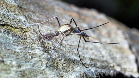 Pourquoi il ne faut pas mettre tous les moustiques dans le même sac !