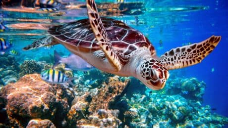 Dancing Turtles Rock: Why Turtle Survival Demands Urgent Action